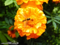 Biene auf Studentenblume