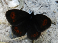 Schmetterling Schwarz Rot