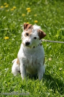 Parson Russell Terrier Emily